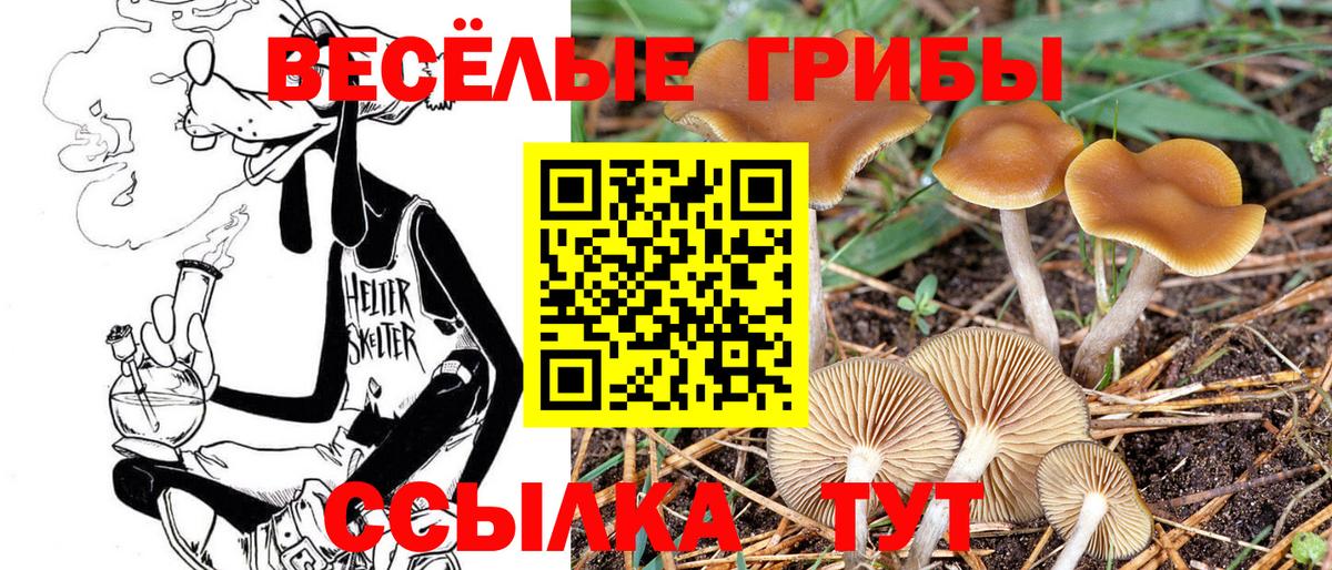 Чебоксары  Псилоцибиновые грибы мухоморы  Псилоцибиновые грибы GOLDEN TEACHER  Вход с VPN 